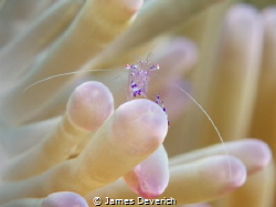 Movember Shrimp :) by James Deverich 